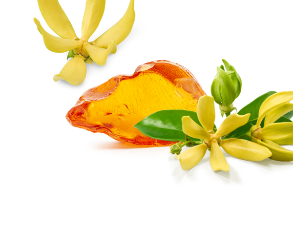 Amber & Ylang Ylang
