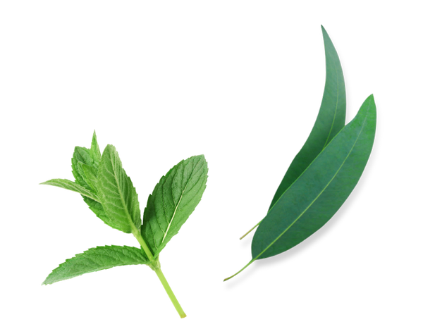 Munt & Eucalyptus