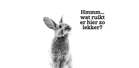 Konijn-NL-collectiepagina