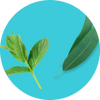 Eukalyptus & Minze